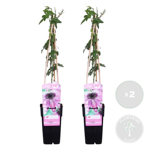 Bloomique - 2er-Set - Passiflora Purple Haze - Passionsblume - Lila - Kletterpflanzen - Gartenpflanzen - Winterhart - 50-70 cm Hoch - Topf 15 cm