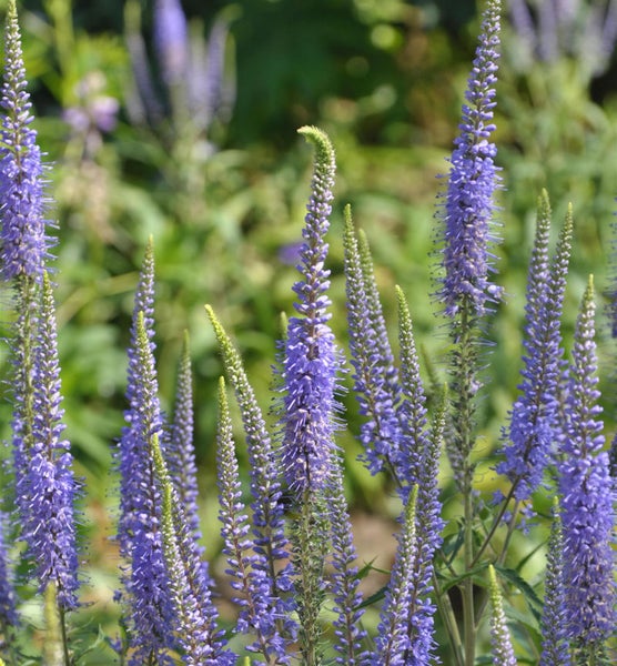 Ehrenpreis Pflanzen im Gartenbeet