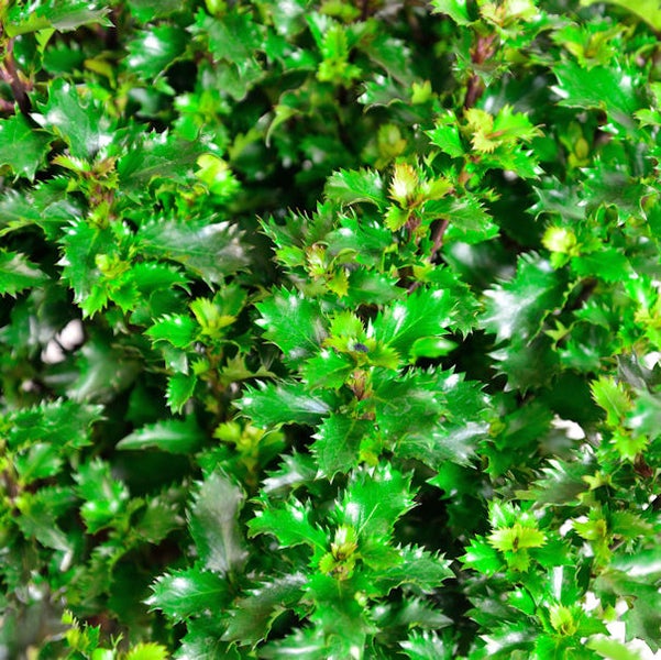 Nahaufnahme von Stechpalmenblättern