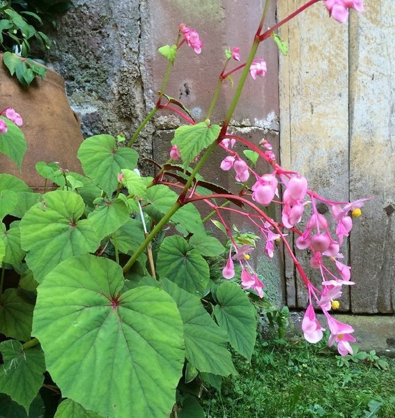 Begonienpflanze mit grünen Blättern und rosa Blüten im Garten