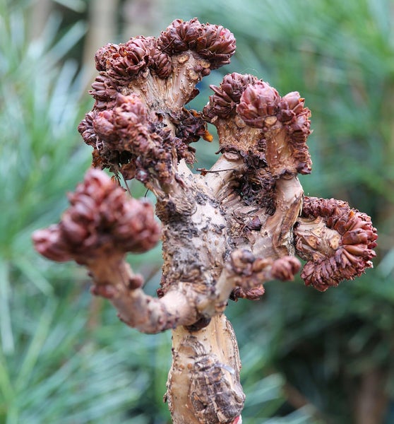 Nahaufnahme einer Kugelkiefer mit auffälligen Triebspitzen