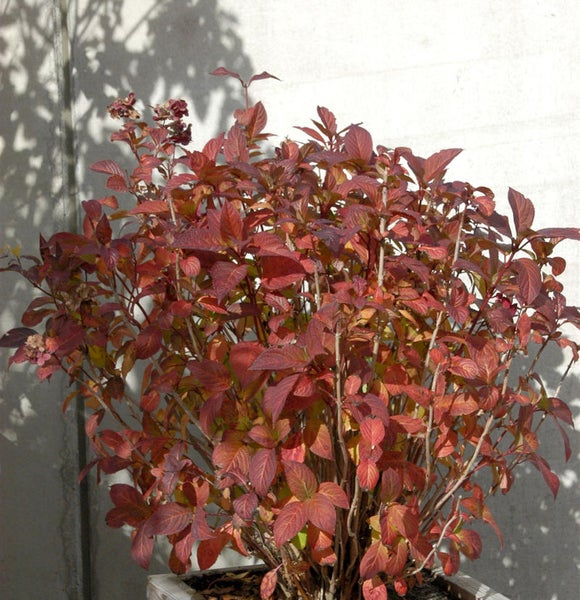 Herbstliche Hortensienpflanze mit roten Blättern im Pflanzgefäß