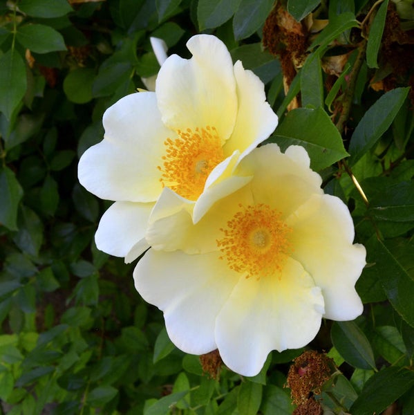 Nahaufnahme von zwei blassgelben Rosenblüten im Garten