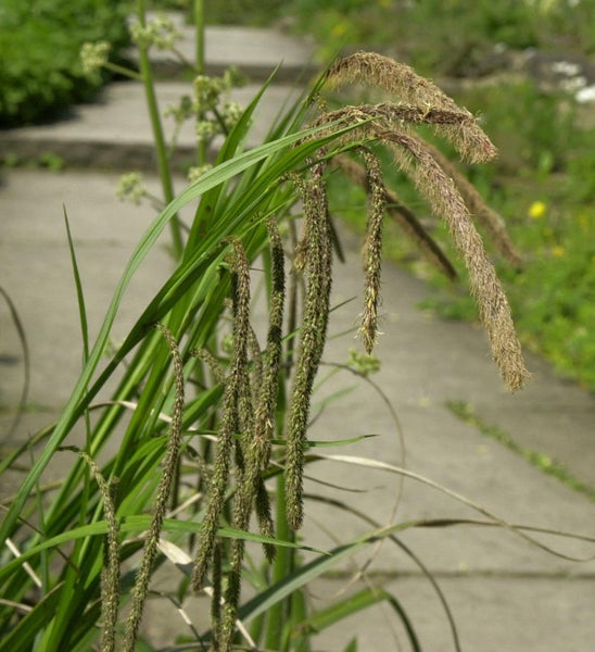 Büschel von Seggenpflanzen im Garten