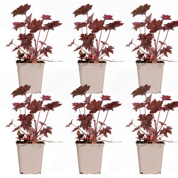 6x Heuchera micrantha 'Palace Purple' - Lila Glocke - Staude - Winterherz – ⌀9 cm - ↕10-15 cm