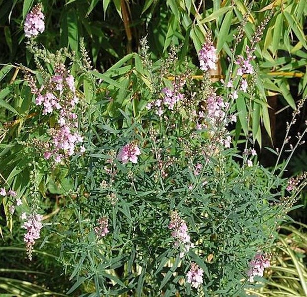Blühende Sommerfliederpflanze mit zarten Blütenrispen im Garten.