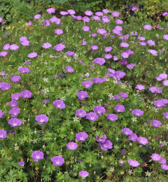 Blütenmeer mit Storchschnabel im Garten.