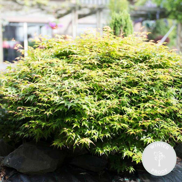 Bloomique - Acer Palmatum Little Princess - Japanischer Ahorn - Gartenpflanzen - Winterhart - 50-70 cm Hoch - Topf 19 cm