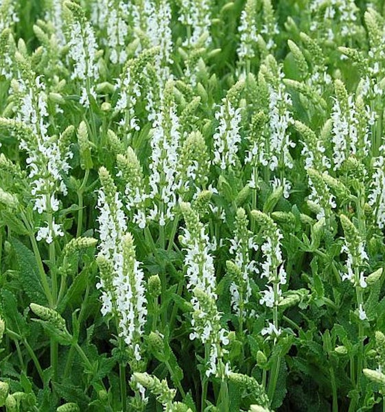 Feld mit blühendem Salbei