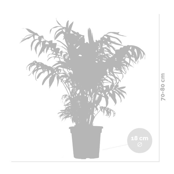 Bloomique - Chamaedorea Elegans - Bergpalme - Zimmerpflanzen - Luftreinigend - Tierfreundlich - Pflegeleicht - 60-80 cm Hoch - Topf 18 cm
