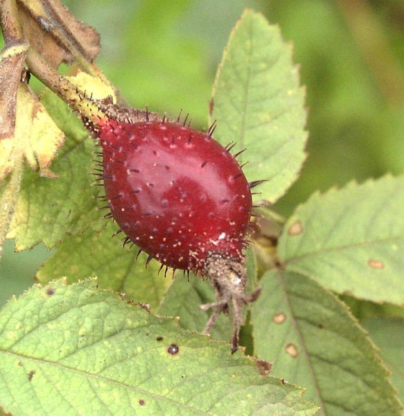 Hagebutte mit Stacheln und Blättern