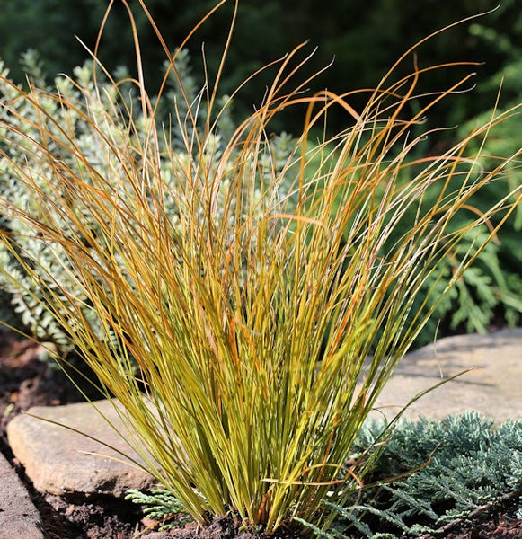 Ziergras im Gartenbeet