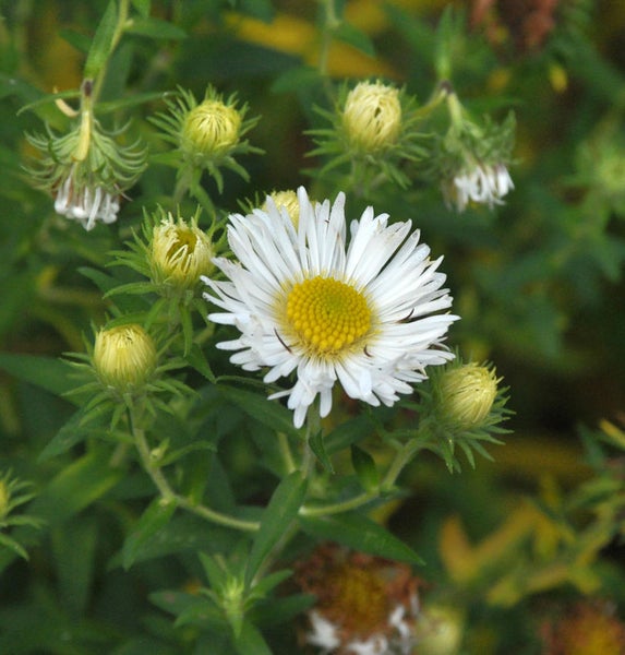 Nahaufnahme einer Wiesen-Gänseblümchenblüte