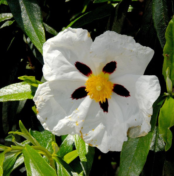 Zistrose mit weißen Blütenblättern, schwarzer Mitte und gelben Staubgefäßen
