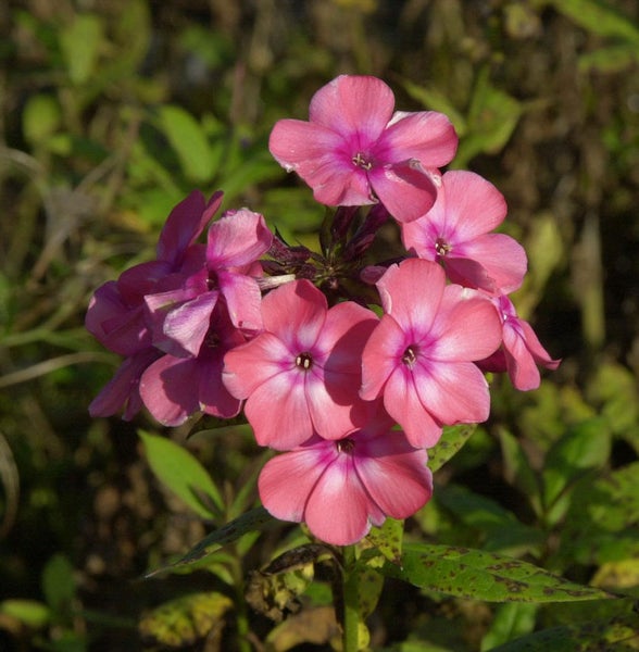 Nahaufnahme einer Gruppe rosafarbener Flammenblumen