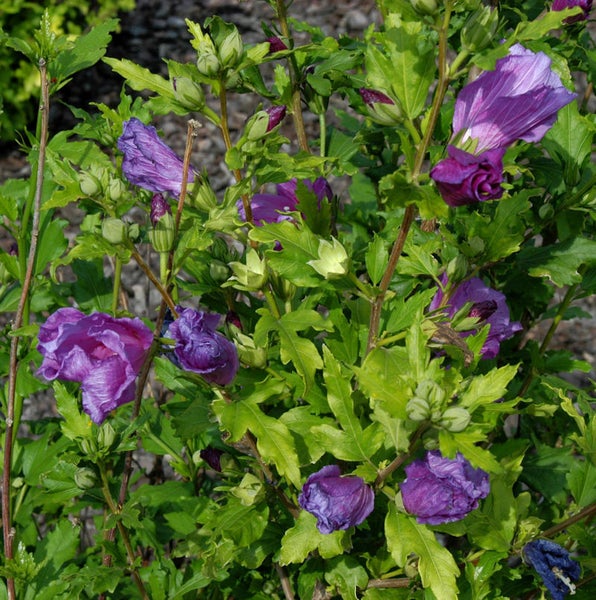 Hibiskusstrauch mit lila Blüten und grünen Blättern.