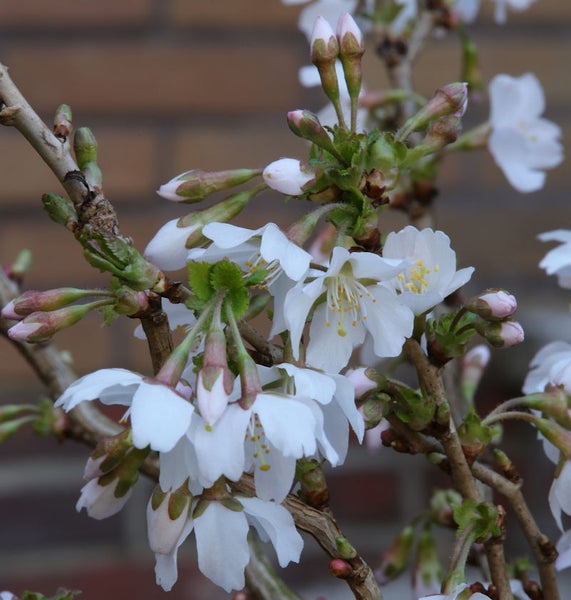Blütenstand eines Zierkirschbaums mit weißen Blüten und Knospen