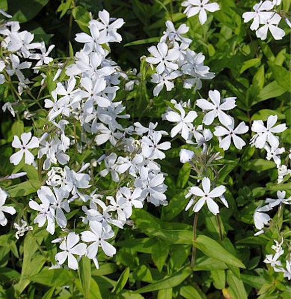 Bild von weißen Wald-Phlox-Blüten mit grünen Blättern