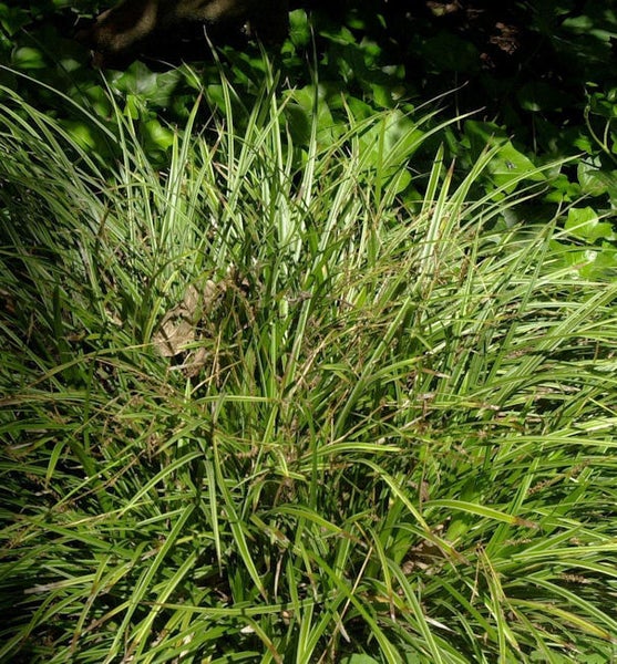 Ziergras im Gartenbeet