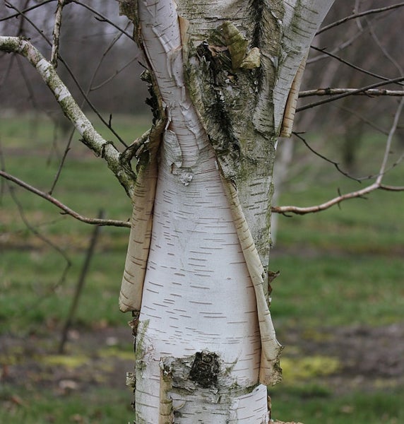 Nahaufnahme einer Birke mit abblätternder Rinde