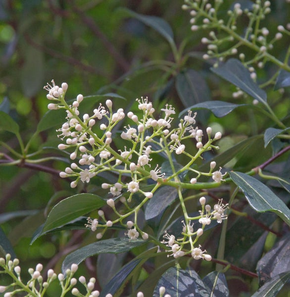 Blütenstand einer Japanischen Schirmblüte