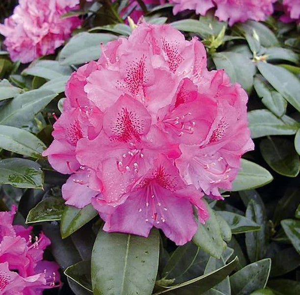 Nahaufnahme einer rosa Rhododendronblüte mit grünen Blättern