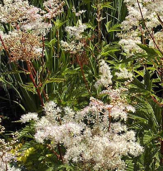 Nahaufnahme einer blühenden Filipendula ulmaria Pflanze im Garten.