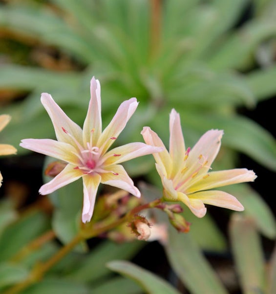 Nahaufnahme einer Lewisie-Blüte