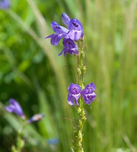 Nahaufnahme einer blauen Bartfadenblume im Garten