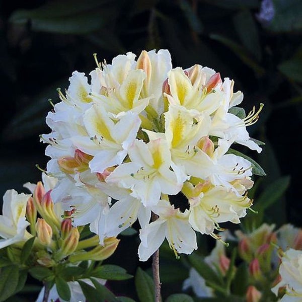 Nahaufnahme einer Rhododendronblüte mit weißen und gelben Blütenblättern