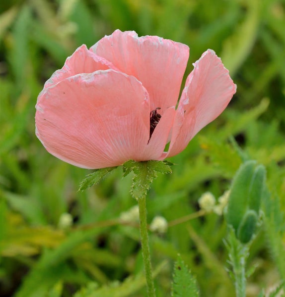 Nahaufnahme einer rosa Mohnblume im Garten