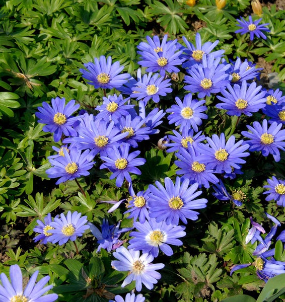 Nahaufnahme von Blausternchen Blumenbeet im Garten.