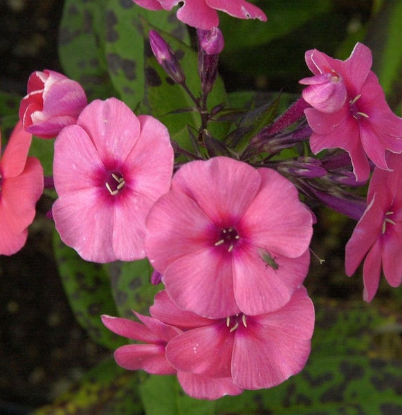 Nahaufnahme von rosa Flammenblumenblüten