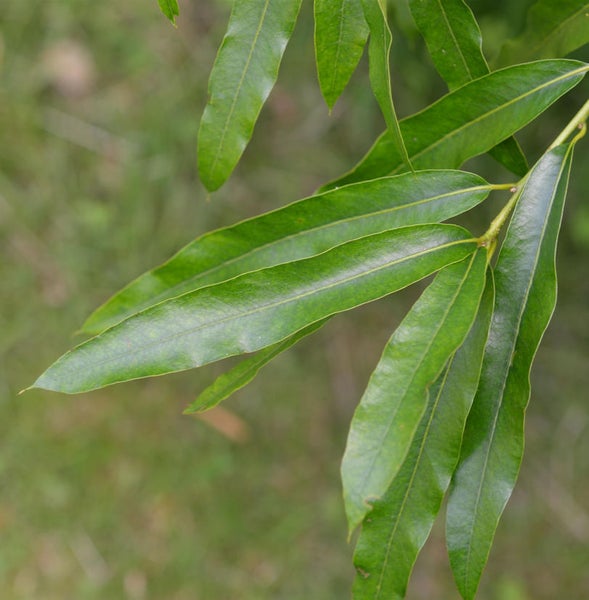 Blätter einer Pflanze