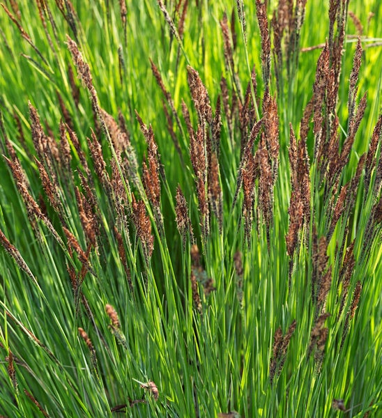 Nahaufnahme von Rasen-Hainsimsen Pflanzen