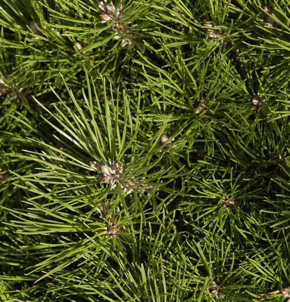 Nahaufnahme von Kiefernnadeln