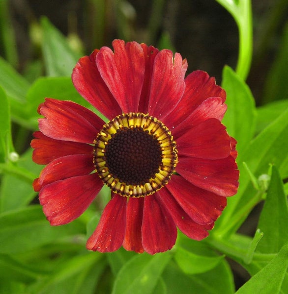 Nahaufnahme einer roten Sonnenbrautblume mit gelber Mitte und grünen Blättern