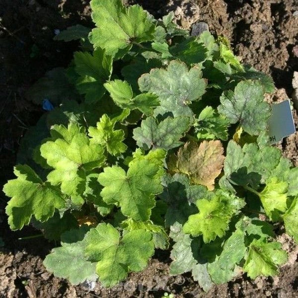 Heuchera Pflanze mit grünen Blättern im Gartenbeet