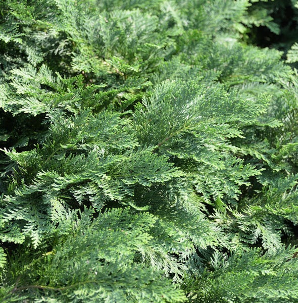 Nahaufnahme einer Zypresse mit grünen Blättern