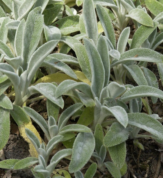 Nahaufnahme einer Wollziest-Pflanze im Garten