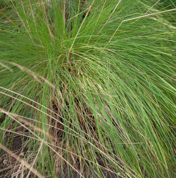 Detailansicht von Ziergras im Garten.
