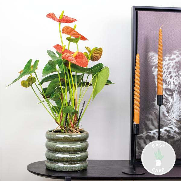 Bloomique - Anthurium Andreanum - Orange - Flamingoblume - Blühende Zimmerpflanzen - Pflegeleicht - Höhe 40-50 cm - Topf 14 cm