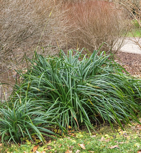 Gruppe von Liliengras Pflanzen im Garten.