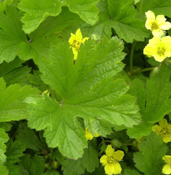 Detailaufnahme der Waldsteinie mit gelben Blüten und grünen Blättern