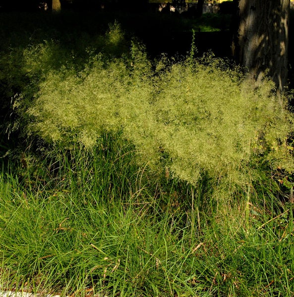 Büschel Haargras im Garten