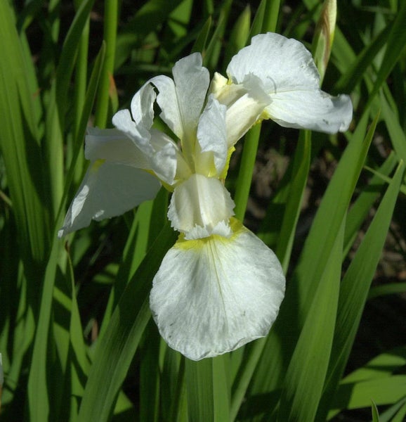 Nahaufnahme einer einzelnen weißen Schwertlilienblüte im Garten.
