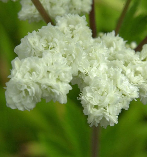 Nahaufnahme einer blühenden Wiesenraute