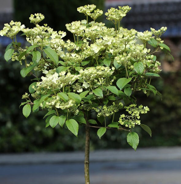 Blütenhartriegel als Hochstamm im Garten