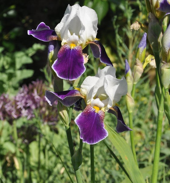 Nahaufnahme von Schwertlilienblüten im Garten