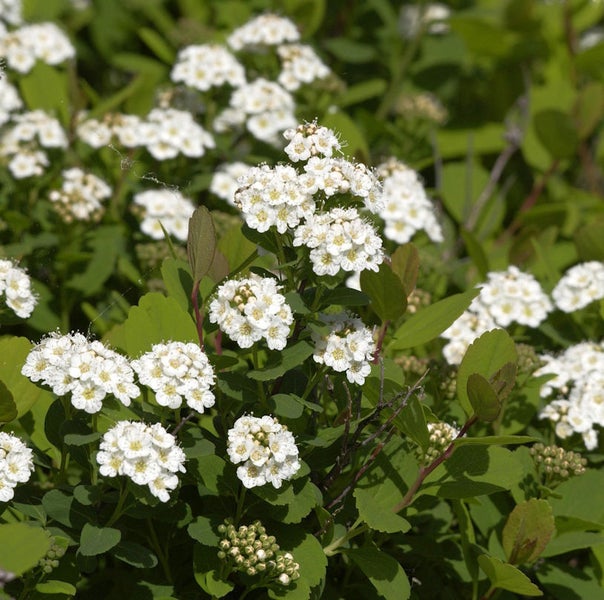 Blütenstände der Spiraea mit grünen Blättern